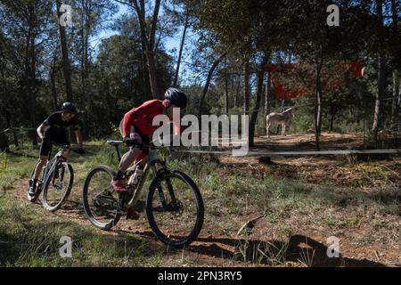 Sant Jordi Desvalls, Spanien. 16. April 2023. Fahrer werden während des Wettbewerbs in Aktion gesehen. 400 Geländefahrradfahrer haben an den 18. Marxa Corriols BTT in Sant Jordi Desvalls, Girona, teilgenommen, mit Routen über 37 oder 26 km (Foto: Paco Freire/SOPA Images/Sipa USA) Guthaben: SIPA USA/Alamy Live News Stockfoto