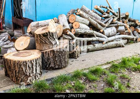 Frisch gesägte Stämme und Zweige von Walnussbäumen im Garten Stockfoto