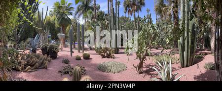 Marokko: An Pflanzen im Majorelle Garten Botanischer Garten, der seit 1923 von Jacques Majorelle für 40 Jahre angelegt und dann von Yves Saint-Laurent gekauft wurde Stockfoto