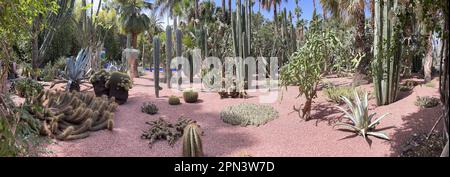 Marokko: An Pflanzen im Majorelle Garten Botanischer Garten, der seit 1923 von Jacques Majorelle für 40 Jahre angelegt und dann von Yves Saint-Laurent gekauft wurde Stockfoto