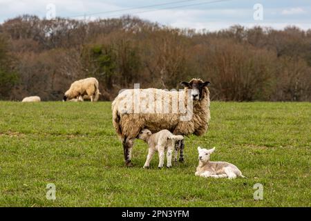 Ein Lamm, das an einem Frühlingstag von Mama gefüttert wurde Stockfoto