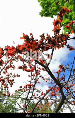 597 Rotblütiger Baumwollbaum - Bombax ceiba - im Chinesischen Garten der Freundschaft. Sydney-Australien. Stockfoto