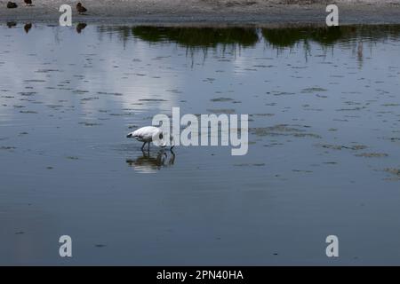 Ein größerer Flamingo (Phoenicopterus roseus) wandert durch die Lagune in der Gegend von L'Albufera (Valencia, Spanien) auf der Suche nach Essen Stockfoto