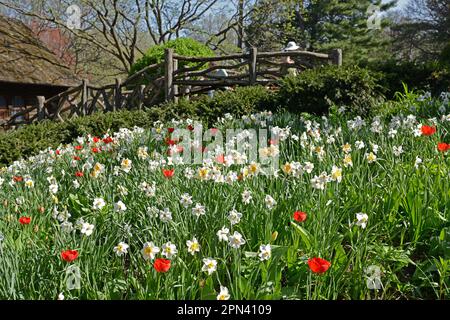 Ein blühendes Paradies im Central Park in New York City am sonnigen Frühlingstag. Narzissen und rote Tulpen Stockfoto