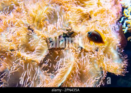 Farbenfrohe tropische Fische schwimmen ruhig zwischen Anemonen und Korallen. Stockfoto