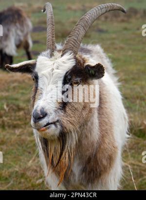 Porträt des Ziegenbocks der niederländischen Landrasse, einer traditionellen niederländischen Rasse Stockfoto