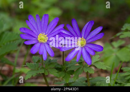 Zwei lila-blaue Blüten von Balkan-Anemone Stockfoto