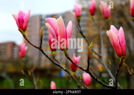 Sulange-Magnolie Schwarze Tulpe Nahaufnahme auf dem Ast. Wunderschöne Frühlings-Magnolienblumen. Knospen blühten im Park, Botanischer Garten. Stockfoto