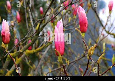 Sulange-Magnolie Schwarze Tulpe Nahaufnahme auf dem Ast. Wunderschöne Frühlings-Magnolienblumen. Knospen blühten im Park, Botanischer Garten. Stockfoto