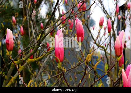 Sulange-Magnolie Schwarze Tulpe Nahaufnahme auf dem Ast. Wunderschöne Frühlings-Magnolienblumen. Knospen blühten im Park, Botanischer Garten. Stockfoto