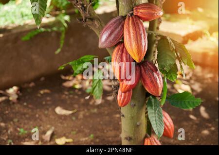 Frische Kakaoschale aus Orangengruppen auf einem Baum im landwirtschaftlichen Hintergrund Stockfoto