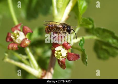 Großmauerbiene (Osmia bicornis) Familie Megachilidae auf den Blüten einer Jostaberin (Ribes x nidigrolaria), eines Komplex-Cross-Fruchtbusches. Stockfoto