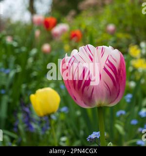 Atemberaubende rosa Tulpen inmitten anderer Frühlingsblumen in den Blumenbeeten der Eastcote House Gardens, London, Großbritannien, historischer ummauerter Garten. Stockfoto