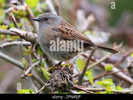 Ein Dunnock in einer Hecke während des Frühlings in Gloucestershire UK Stockfoto