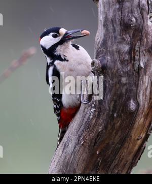 Ein männlicher Großspecht, der sich von einer Erdnuss ernährt Stockfoto
