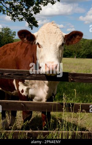 Hereford-Kuh mit Blick über den Zaun, Dunsfold Rhys, High Street Green, Chiddingfold, Surrey, England Stockfoto
