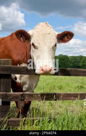 Hereford Vieh auf die Weide, nahe Chiddingfold, Surrey, England Stockfoto