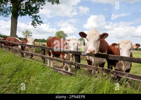 Hereford Vieh auf die Weide, Surrey, England Stockfoto