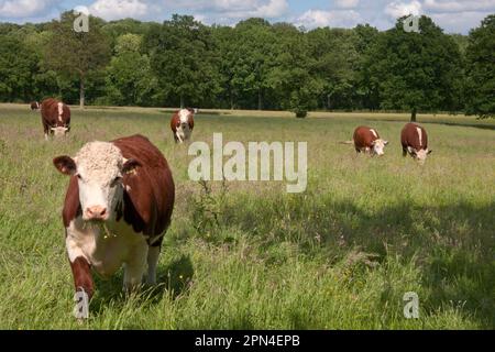 Hereford Vieh auf die Weide, Surrey, England Stockfoto