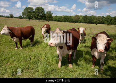 Hereford Vieh auf die Weide, Dunsfold, Surrey, England Stockfoto