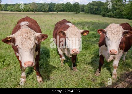 Hereford Vieh auf die Weide, Dunsfold, Surrey, England Stockfoto