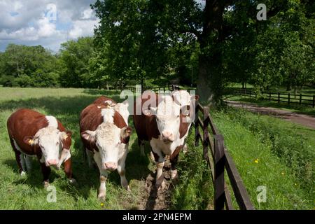 Hereford Vieh auf die Weide, Dunsfold, Surrey, England Stockfoto