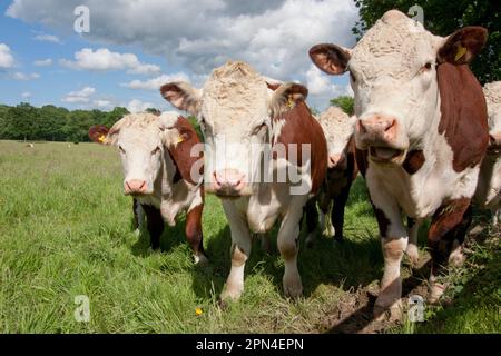 Hereford Vieh auf die Weide, Dunsfold, Surrey, England Stockfoto