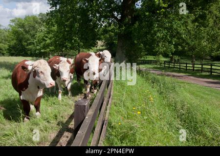 Hereford Vieh auf die Weide, Dunsfold, Surrey, England Stockfoto