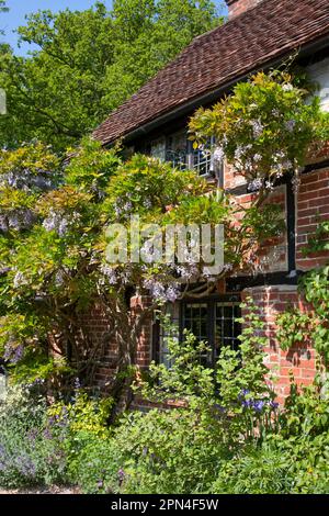 Wisteria wächst in einem Landhaus in Surrey, England Stockfoto