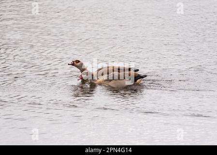 Schwimmende ägyptische Gänse (Alopochen aegyptiaca) Stockfoto