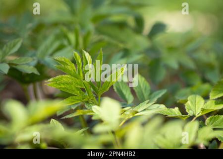 Aegopodium podagraria, gemeinhin als Erdarbeiter bezeichnet, Kräuter gerard, Bischofskraut, Gichtkraut. Verwendung frischer junger Goutweed-Blätter zum Essen im Frühling. Stockfoto