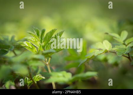 Aegopodium podagraria, gemeinhin als Erdarbeiter bezeichnet, Kräuter gerard, Bischofskraut, Gichtkraut. Verwendung frischer junger Goutweed-Blätter zum Essen im Frühling. Stockfoto