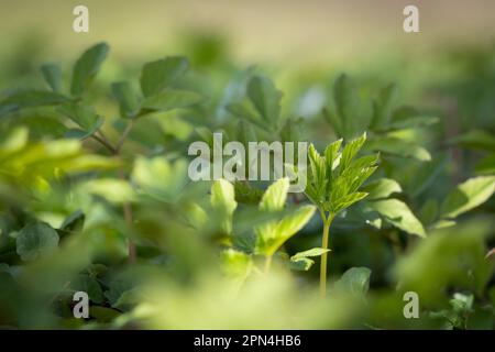 Aegopodium podagraria, gemeinhin als Erdarbeiter bezeichnet, Kräuter gerard, Bischofskraut, Gichtkraut. Verwendung frischer junger Goutweed-Blätter zum Essen im Frühling. Stockfoto