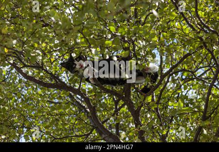 Schwarz-weiße Katze hoch oben in einer Birke Stockfoto