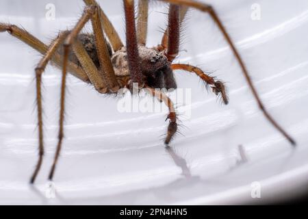 Makrofoto einer Eratigena atrica, auch bekannt als Riesenhausspinne Stockfoto