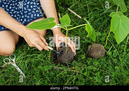 Der Prozess der Pflanzung von Paulownien, dem Wurzelsystem in den Händen des Gärtners. Junger grüner Blumenzwergenbaum, blühende Bäume von einem Gärtner Stockfoto