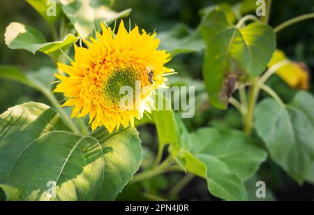 Eine gelbe Spinne hat ihre Beute gefangen und hält eine Wespe, die auf einer Sonnenblume in ihren Tentakeln sitzt. Wunderschönes Sonnenlicht auf einer Sonnenblumenplantage Stockfoto