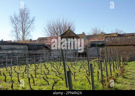 Flagy, Frankreich: Eine Taubenkote im Weinberg, die von Dorfbewohnern in einem alten Gemüsegarten gepflanzt wurde. Das Weingut gewann am 19.06.2011 den Jean Coret Preis. Stockfoto