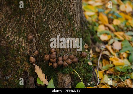 Puffballpilze wachsen auf einem Baum im Herbstwald Stockfoto