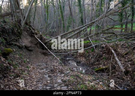 Bäume, die von den Wurzeln auf weichem Boden fallen, aufgrund von Regen im Wald Stockfoto