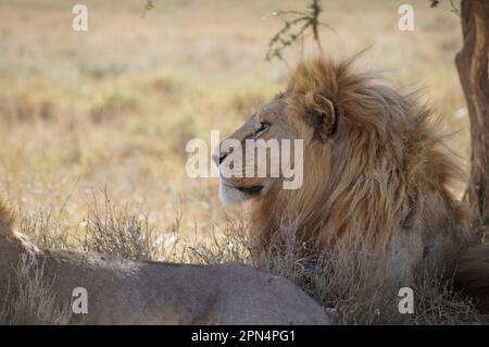 Die zwei afrikanischen Löwen, die sich in der Nachmittagssonne unter einem Baum sonnen Stockfoto
