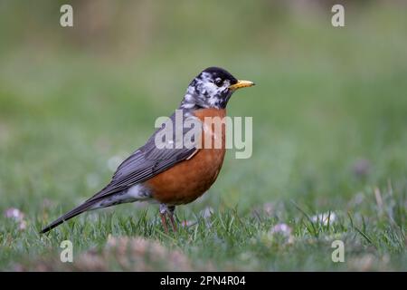 Amerikanisches Rotkehlchen (Turdus migratorius), teilweise leuzistisch Stockfoto
