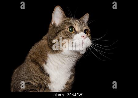 Porträt einer grauen und gestreiften Katze, Seitenansicht auf schwarzem Hintergrund Stockfoto