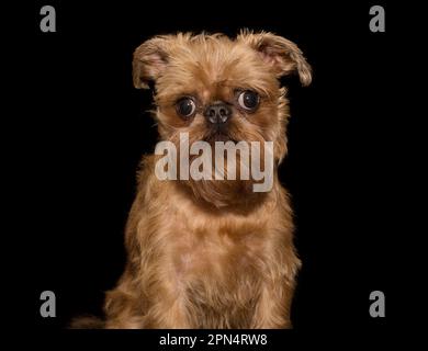 Porträt eines Brüsseler Griffonhundes auf schwarzem Hintergrund Stockfoto