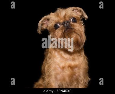 Porträt eines Brüsseler Griffonhundes auf schwarzem Hintergrund Stockfoto