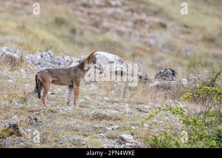 Junger Wolf in Abruzzen, Latium, Molise Nationalpark. Stockfoto