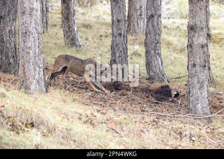 Junger Wolf in Abruzzen, Latium, Molise Nationalpark. Stockfoto