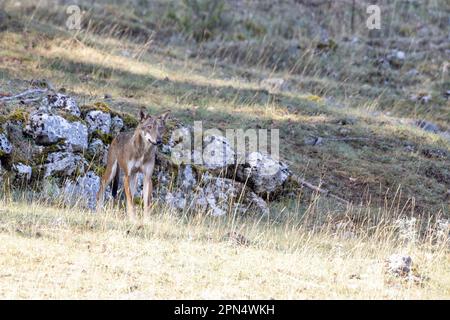 Junger Wolf in Abruzzen, Latium, Molise Nationalpark. Stockfoto