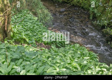 Masse von wildem Knoblauch Ramsons/Allium ursinum, der in kleinen Bächen in der verdorbenen Frühlingssonne wächst. Ramsons ist essbar und auch eine pflanzliche Heilpflanze. Stockfoto