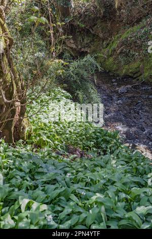 Masse von wildem Knoblauch Ramsons/Allium ursinum, der in kleinen Bächen in der verdorbenen Frühlingssonne wächst. Ramsons ist essbar und auch eine pflanzliche Heilpflanze. Stockfoto